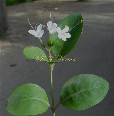  Flowering shoot